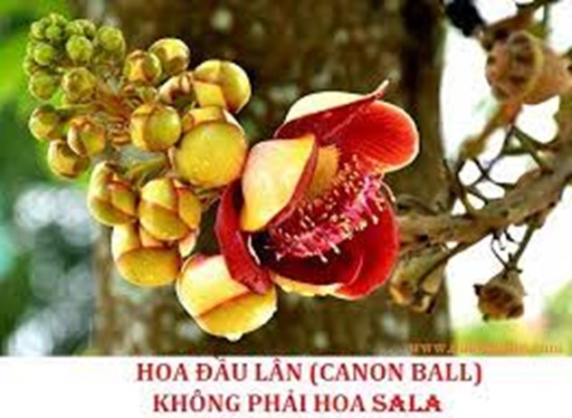 http://www.lopphatphap.net/Hinhanh/Hoa-dau-lan.jpg